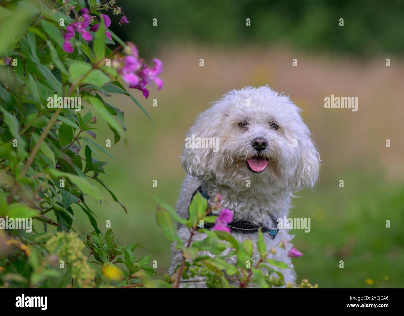 poochon sur chien dans la prairie de fleurs Banque D'Images