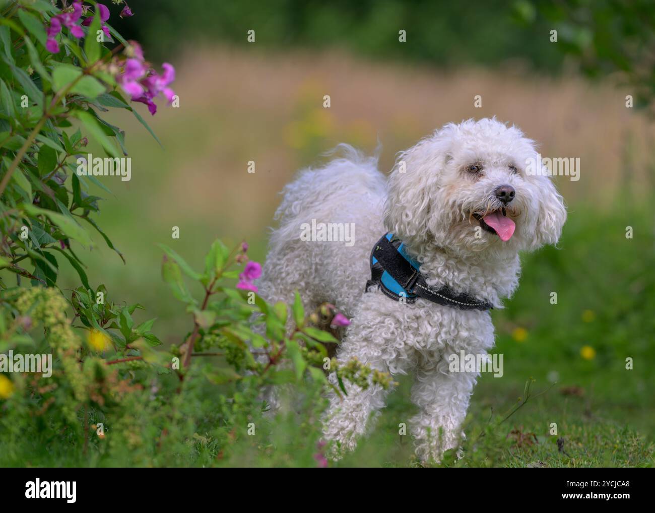 poochon sur chien dans la prairie de fleurs Banque D'Images