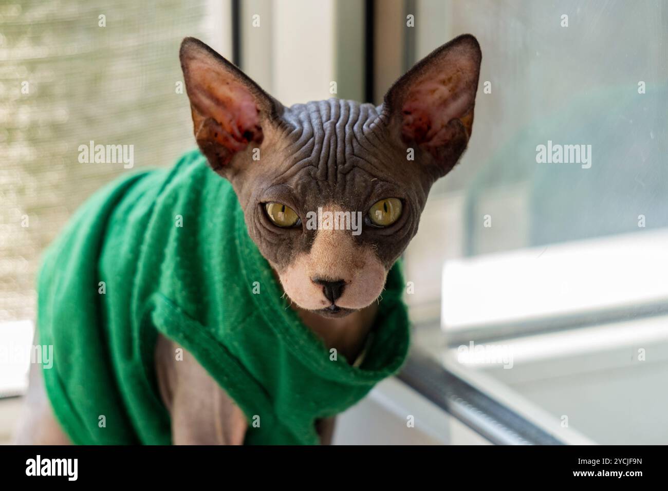 Chat Sphynx regardant dans votre âme Banque D'Images