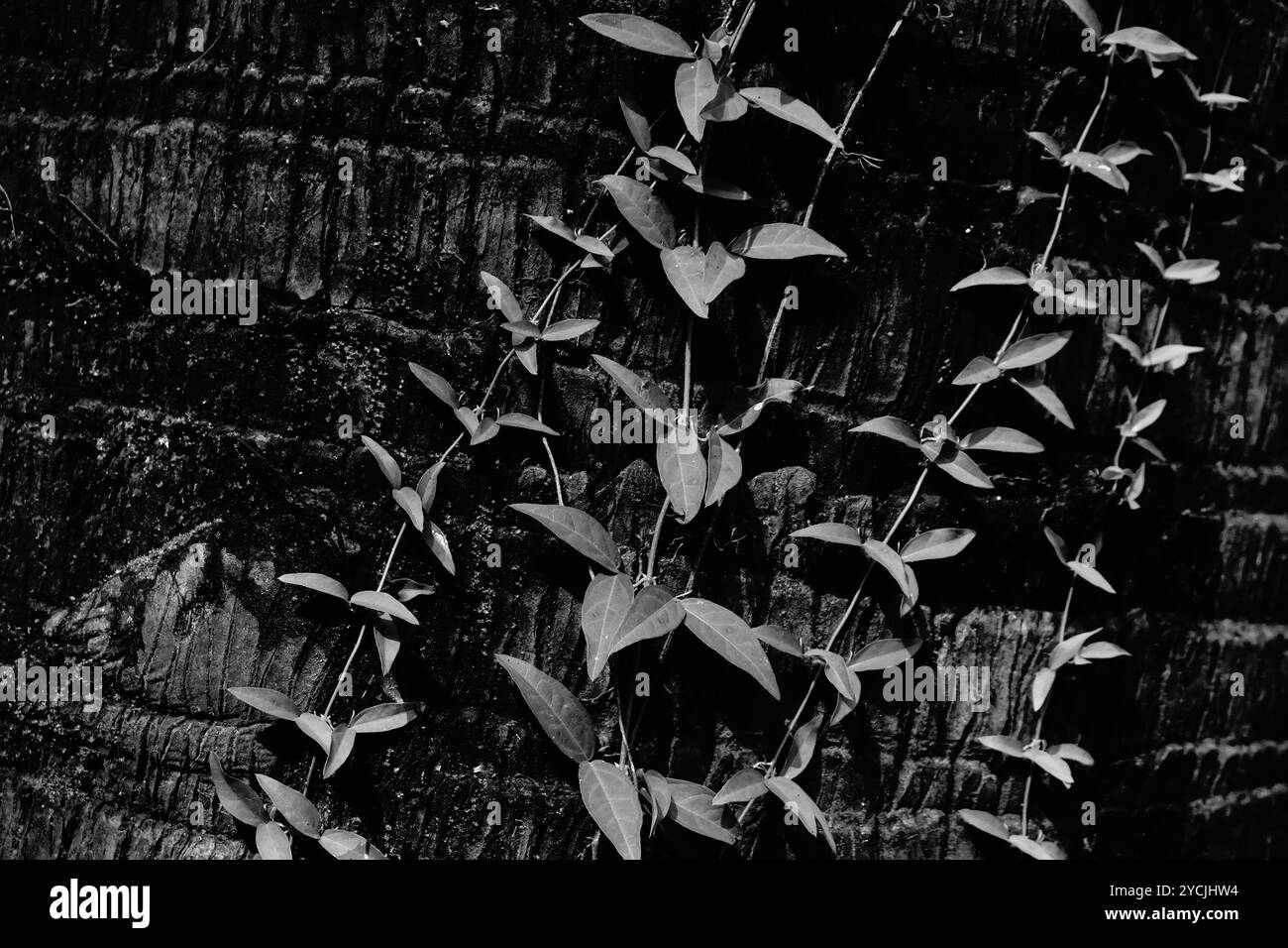 Image en noir et blanc de nouvelles feuilles poussant sur le vieux tronc d'arbre avec fond sombre. Nature en monochrome, Howrah, Bengale occidental, Inde. Banque D'Images