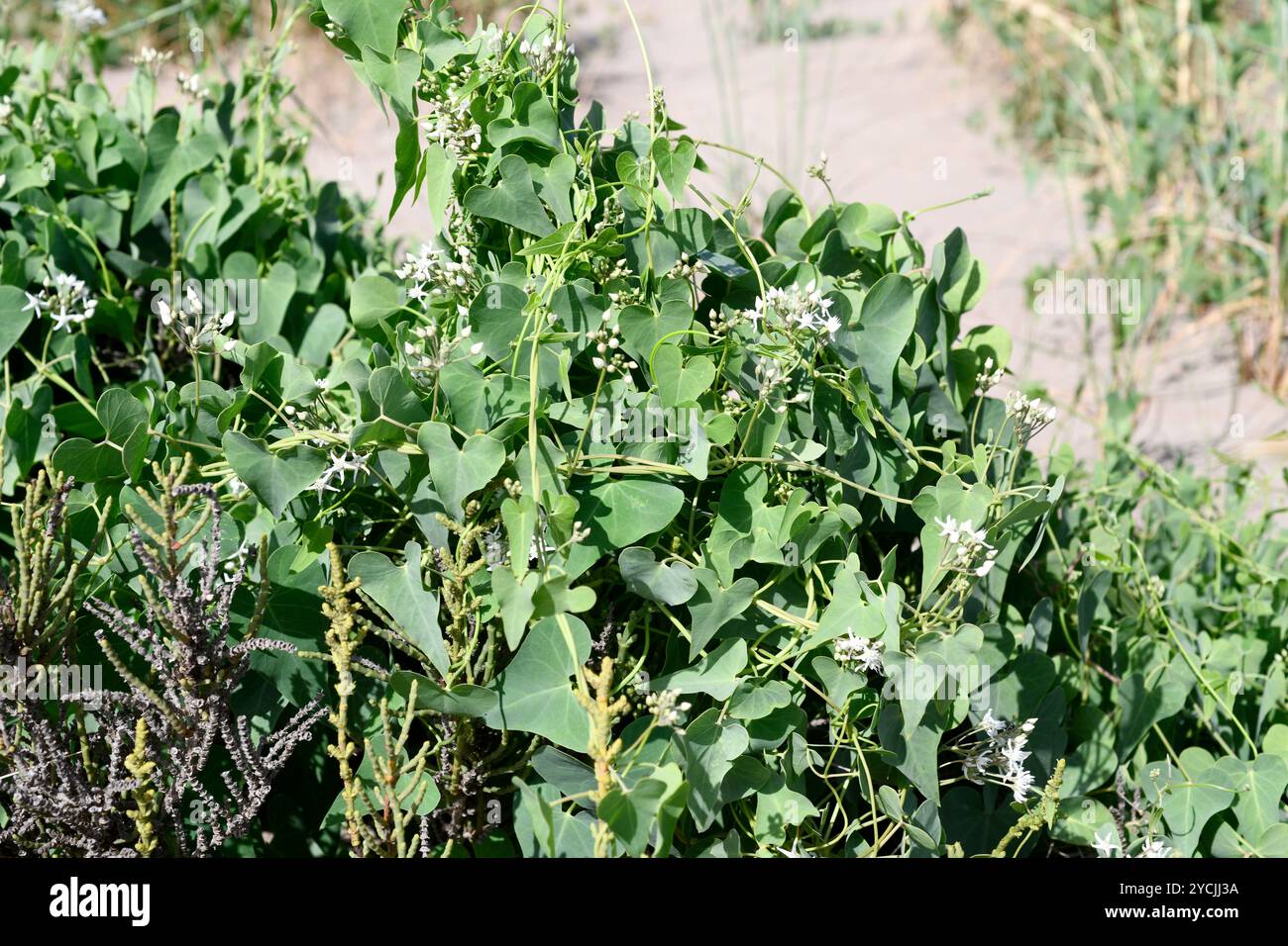 Stranglewort (Cynanchum acutum) est une vigne à feuilles persistantes originaire de la région méditerranéenne et d'une partie de l'Asie. Cette photo a été prise à Delta del Ebro, Tarragone Banque D'Images