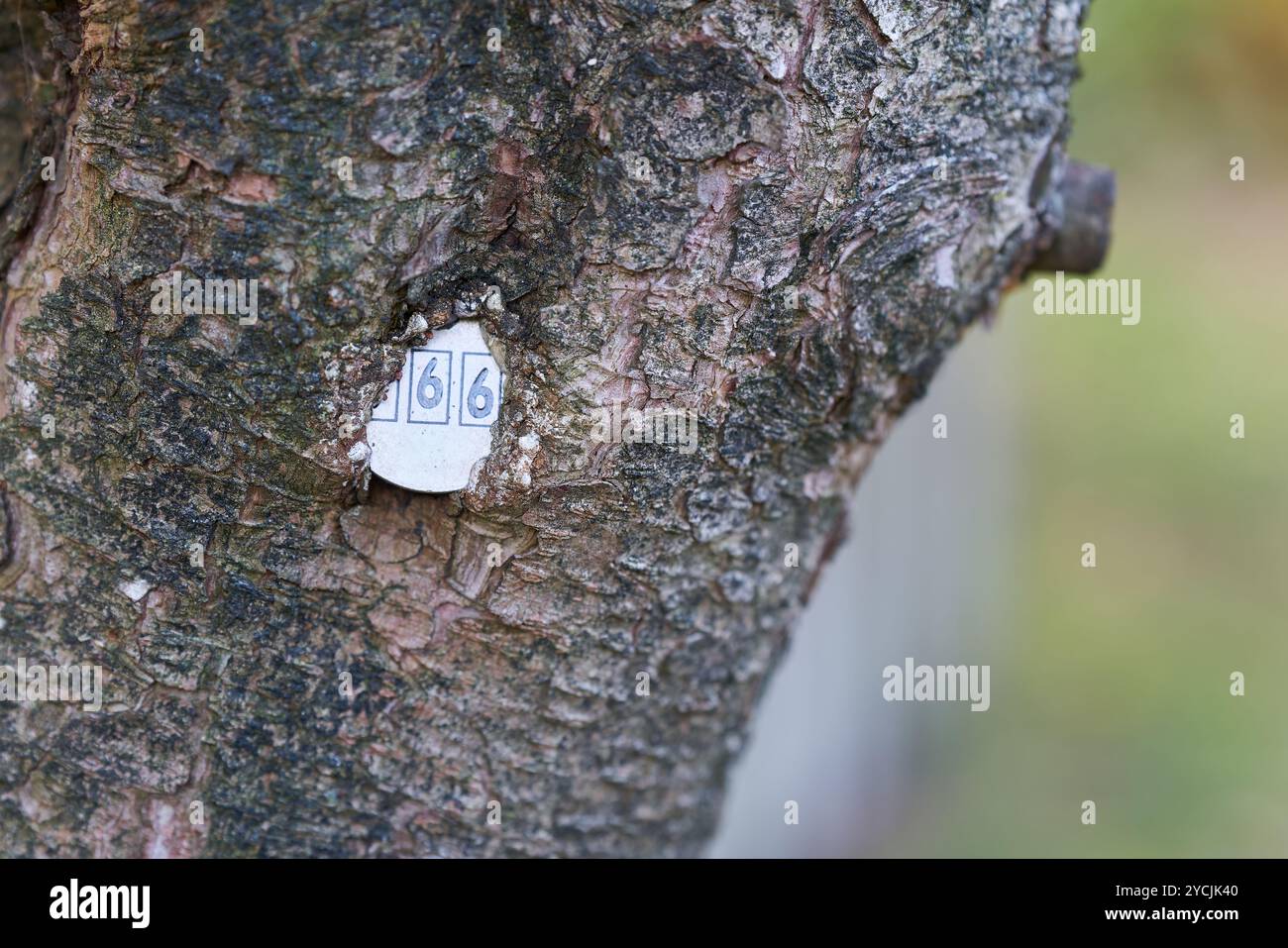 Plaque avec le numéro d'un arbre incarné dans l'écorce d'arbre dans un parc en Allemagne Banque D'Images