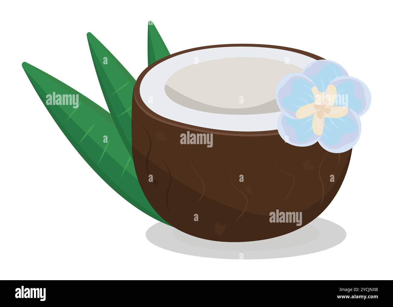 Une demi-noix de coco avec une fleur bleue et trois feuilles, illustration de couleur vectorielle Illustration de Vecteur