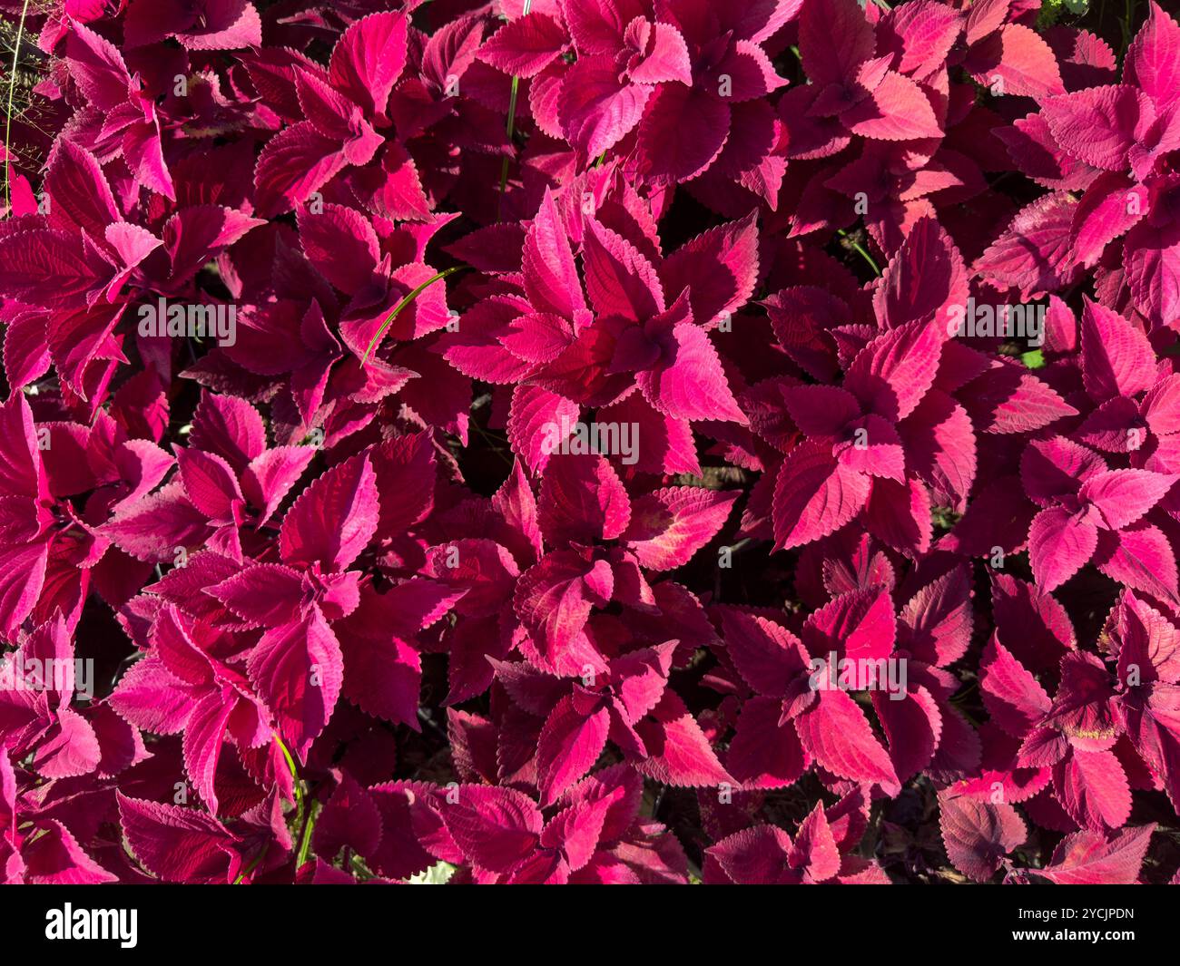 Les grappes de feuilles de coleus rouges frappantes créent un affichage luxuriant et coloré sous la lumière du soleil. Banque D'Images