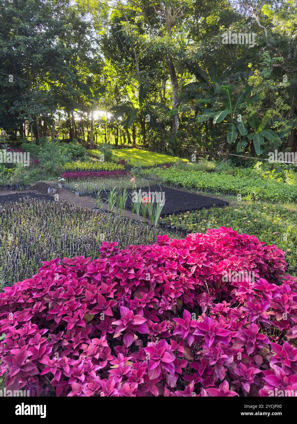 Jardin luxuriant rempli de fleurs vibrantes et de verdure crée une atmosphère sereine dans la nature. Banque D'Images
