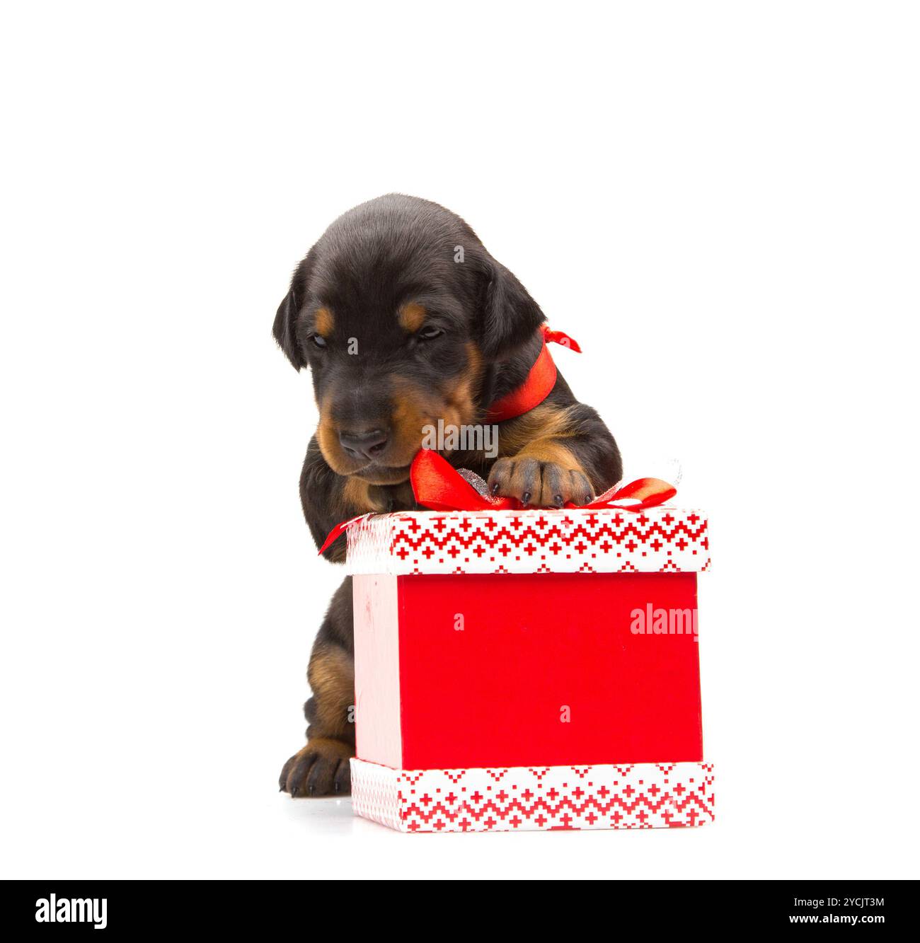 Chiot Doberman près de la boîte-cadeau, studio tourné sur fond blanc Banque D'Images