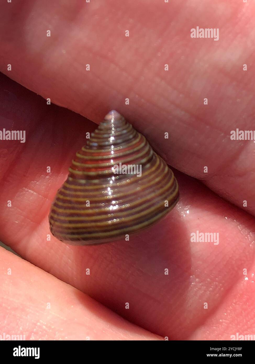 Escargot supérieur à anneaux bleus (Calliostoma ligatum) Mollusca Banque D'Images