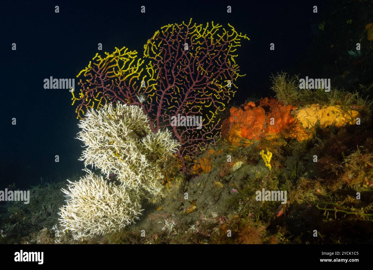 Violescent Sea fan, Paramuricea clavata, et vers corallien, Salmacina dysteri, Bastia Corse. Banque D'Images