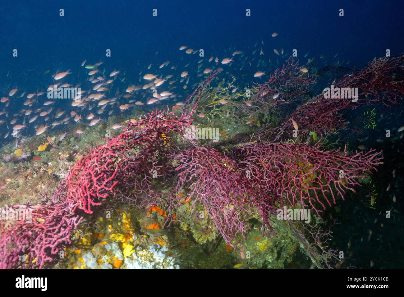 Violescent Sea fan, Paramuricea clavata, et Anthias anthias, Bastia Corse France. Banque D'Images