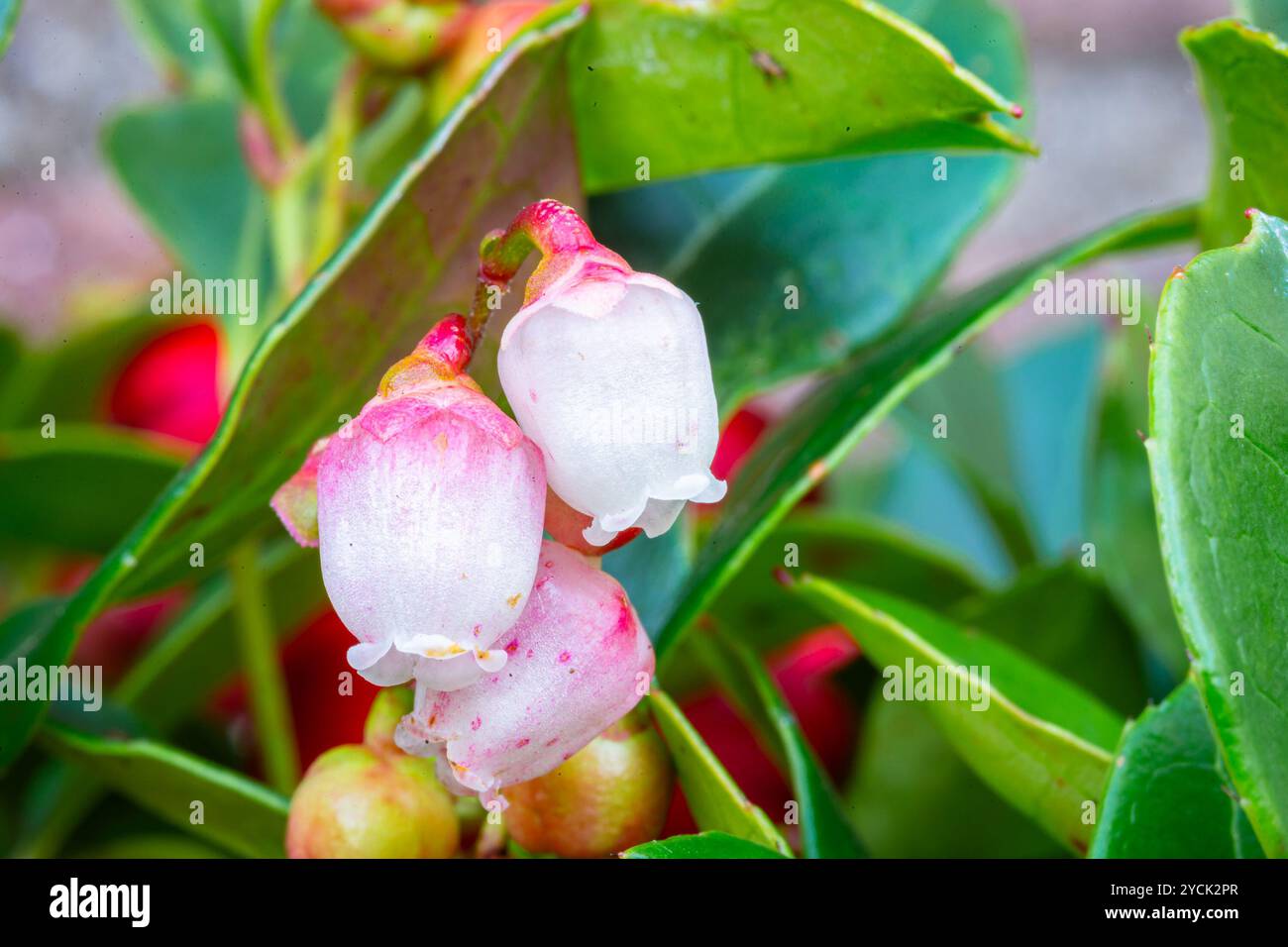 Minuscules fleurs blanches en forme de cloche de la plante Gaultheria Banque D'Images