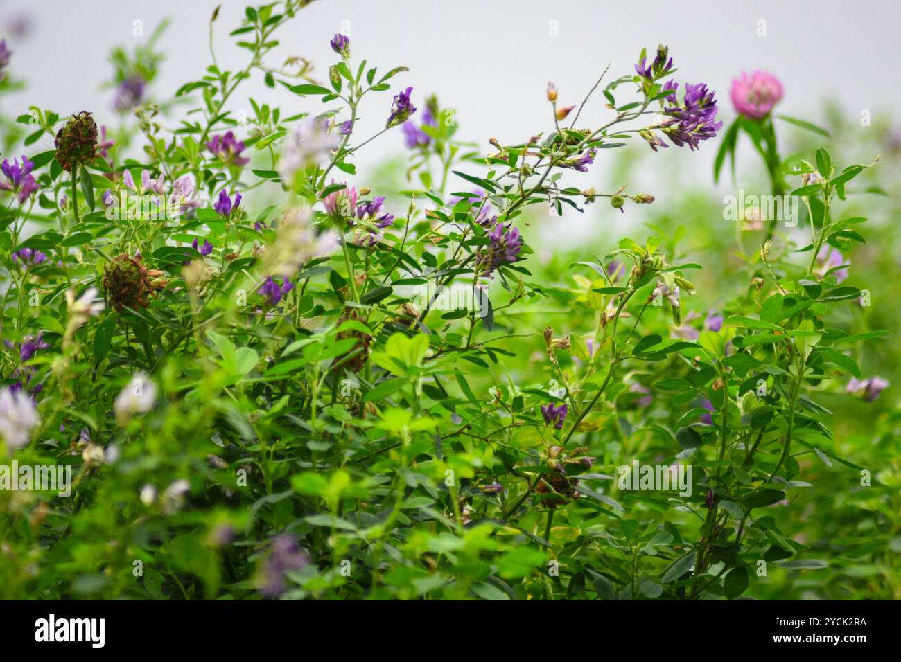 Trèfle rouge (Trifolium pratense) avec ses fleurs de couleur rouge à violette dans un champ agricole. Banque D'Images