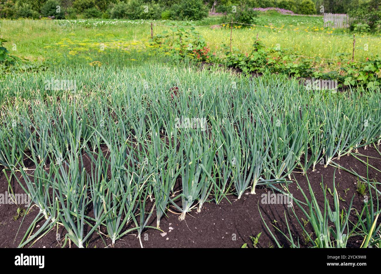 Plantation d'oignons dans le potager Banque D'Images