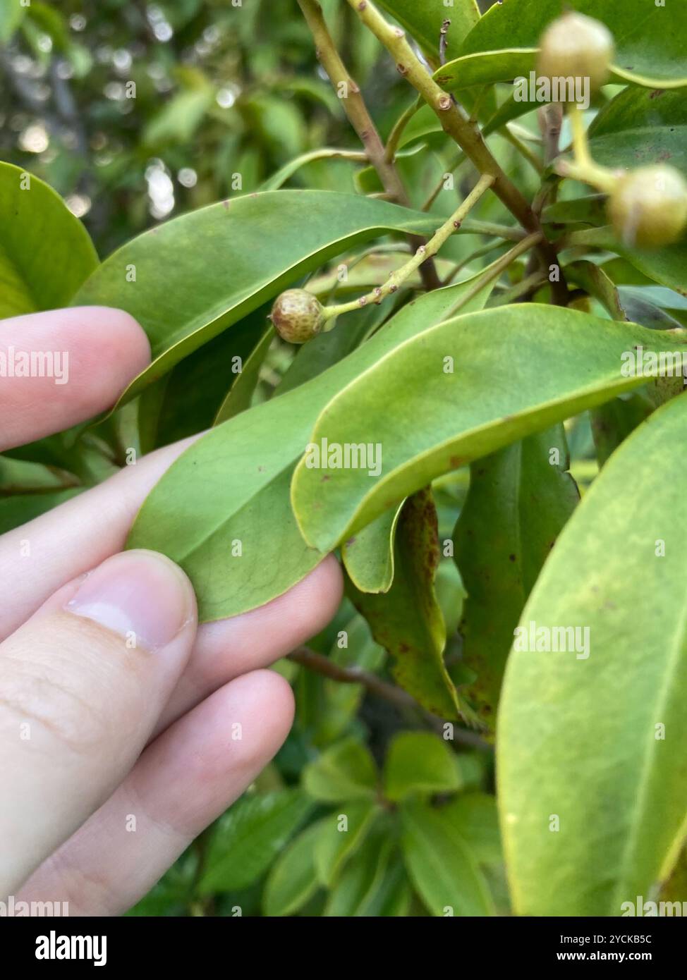 Marlberry (Ardisia escallonioides) Plantae Banque D'Images