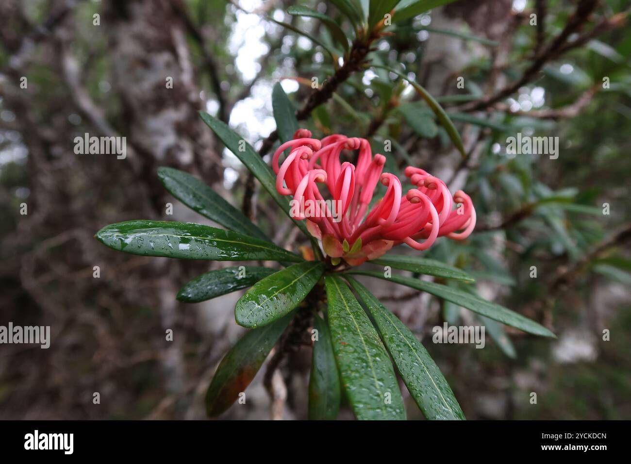 Waratah de Tasmanie (Telopea truncata) Plantae Banque D'Images