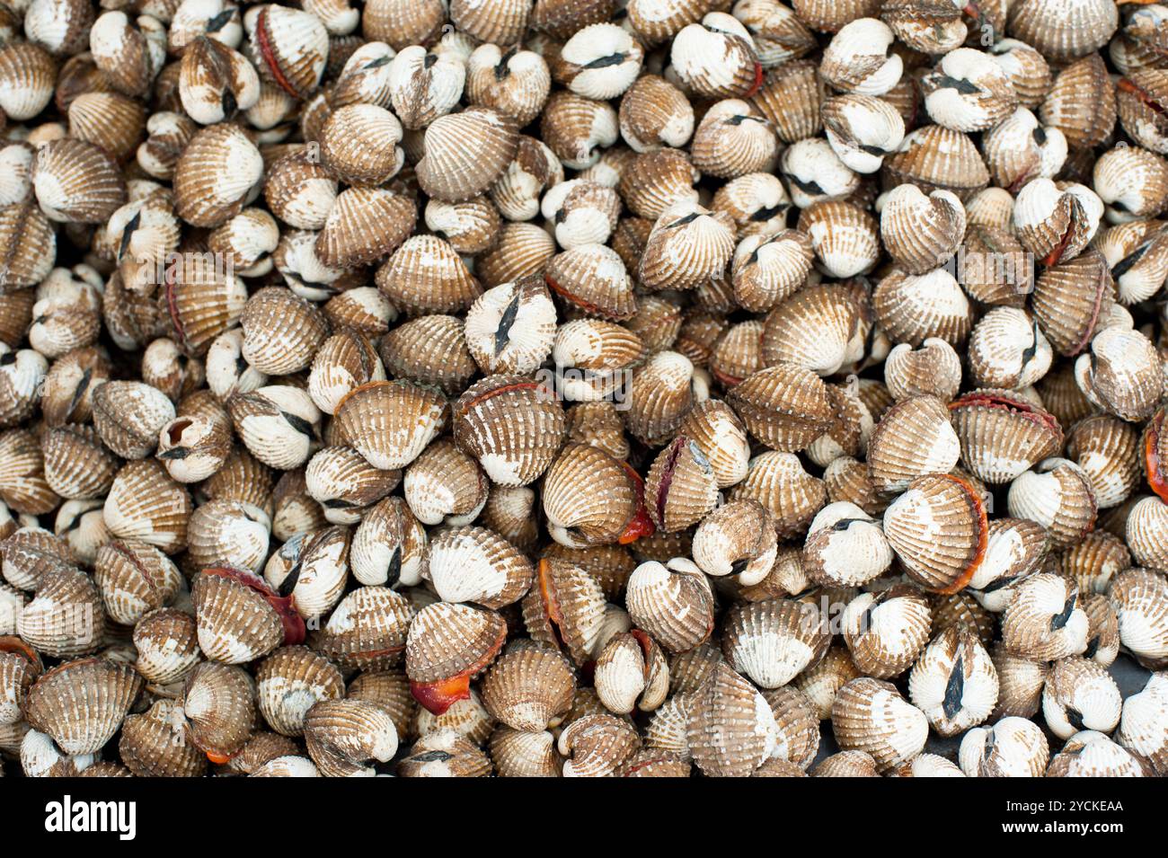 Coques fraîches à vendre au marché asiatique des fruits de mer Banque D'Images