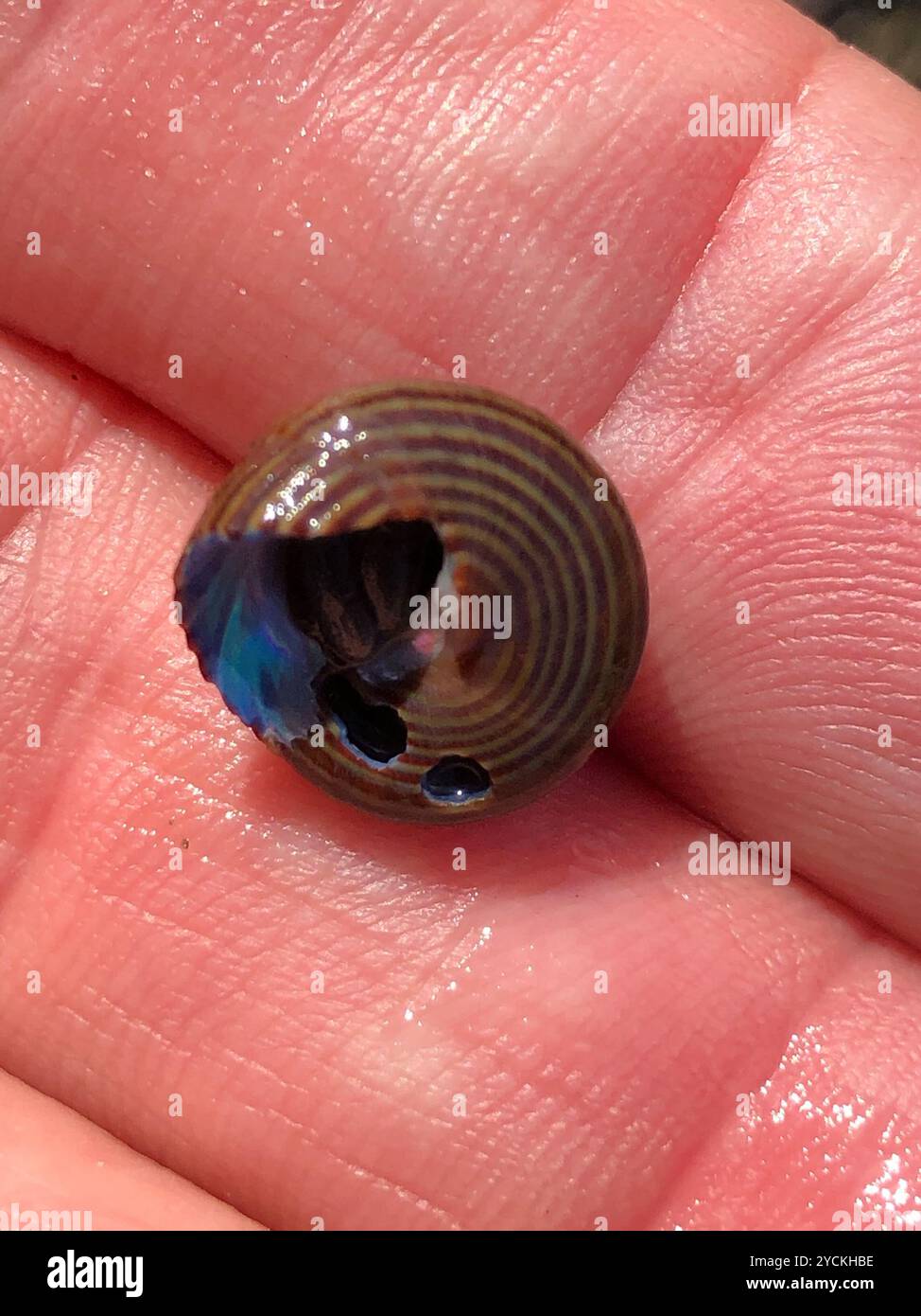 Escargot supérieur à anneaux bleus (Calliostoma ligatum) Mollusca Banque D'Images