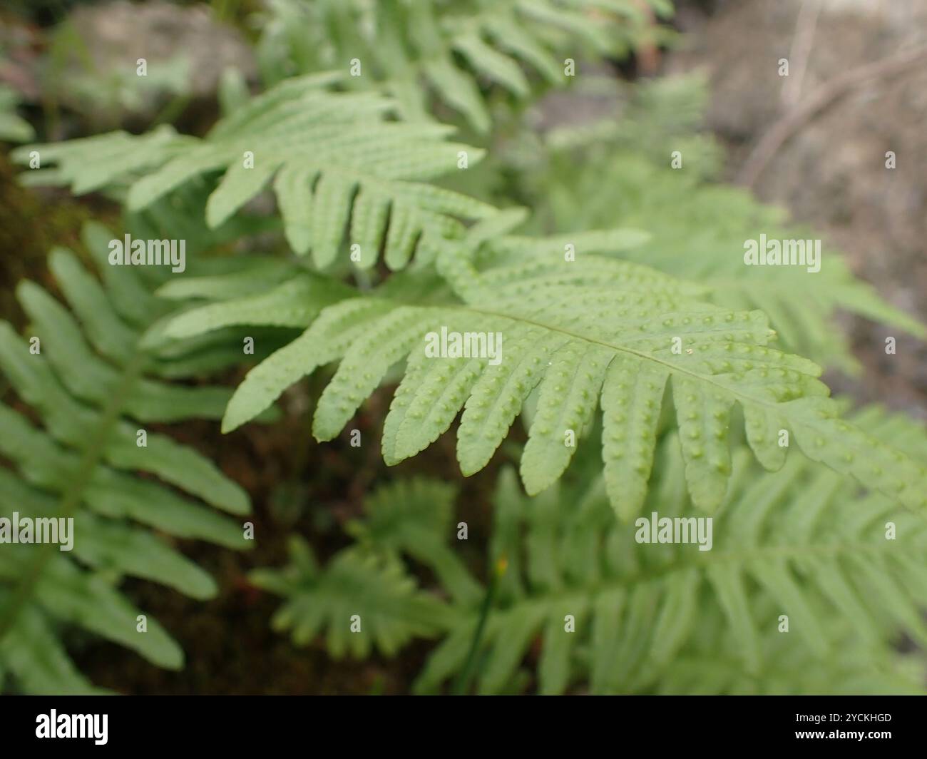 Polypodie australe (Polypodium cambricum) Plantae Banque D'Images