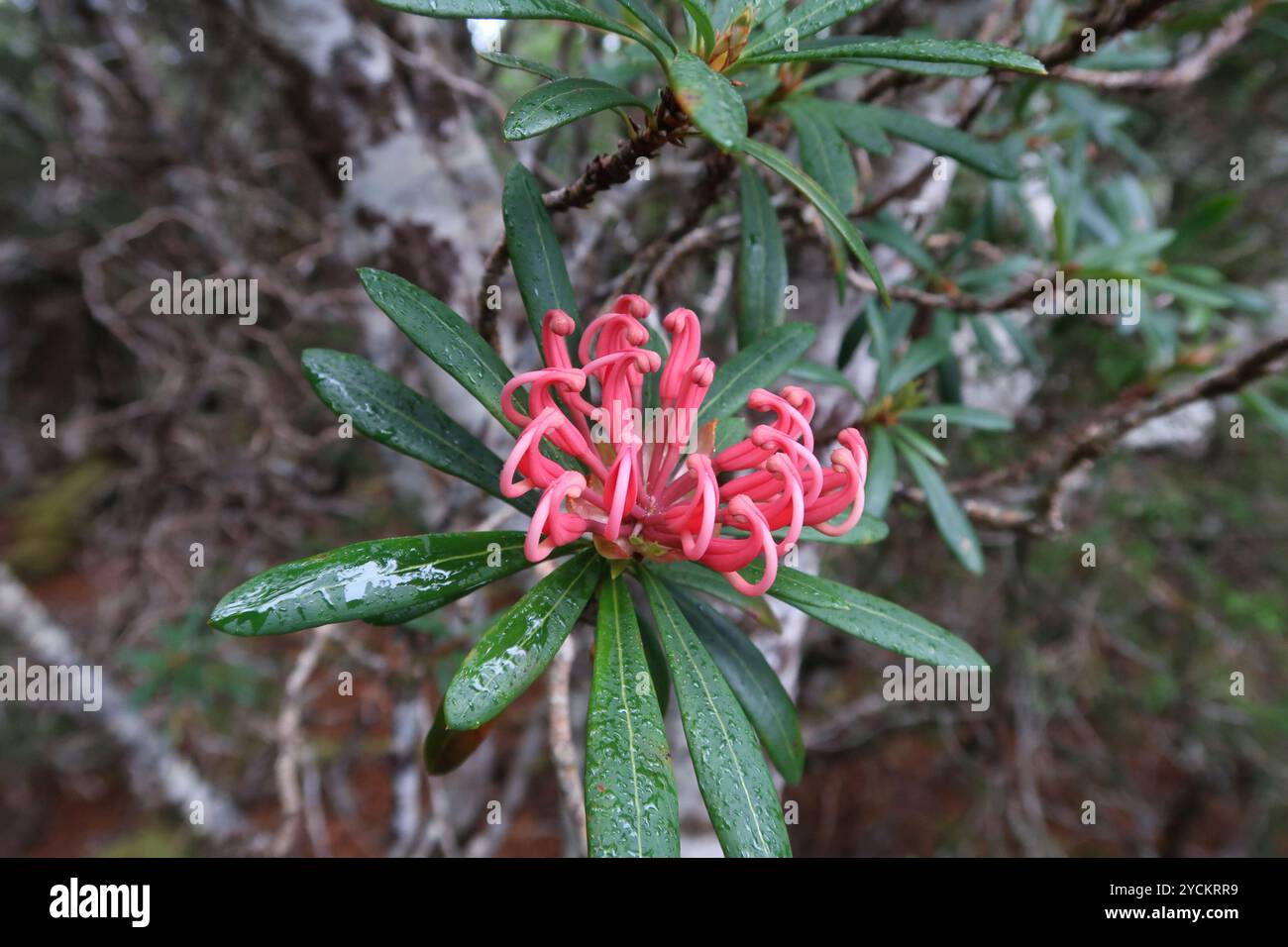 Waratah de Tasmanie (Telopea truncata) Plantae Banque D'Images