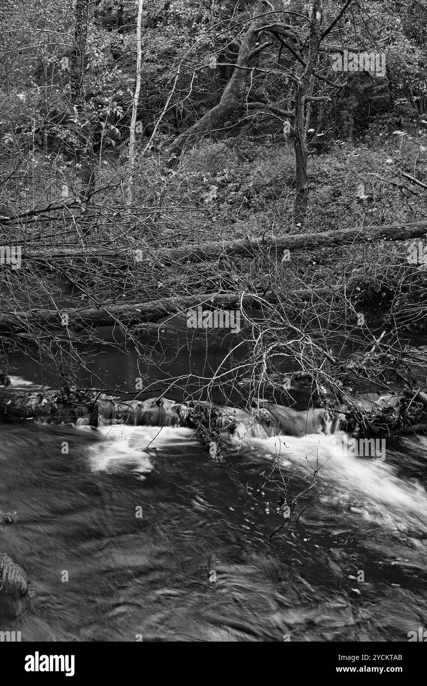 Des arbres sont tombés sur la rivière Derwent dans les bois publics de Forge Valley Woods près d'Ayton, en bordure du parc national North Yorkshire Moors Banque D'Images