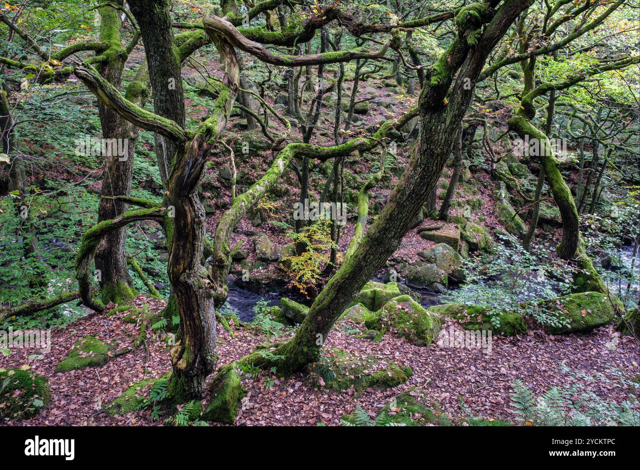 Padley gorge, parc national de Peak District, Derbyshire Banque D'Images