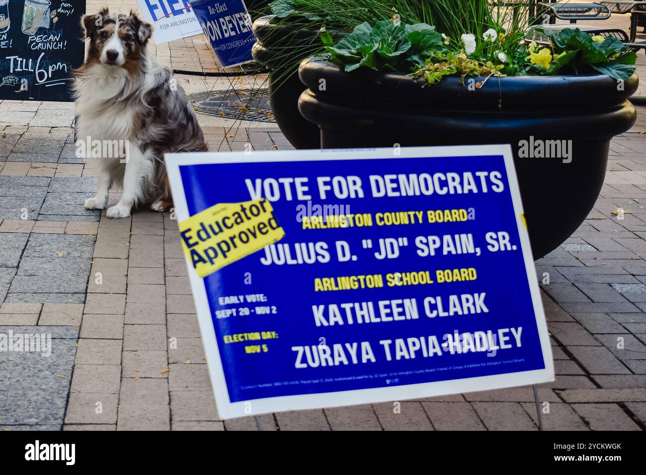 Chien pose avec le panneau de cour d'élection locale à Arlington, Virginie. Oct. 2024 Banque D'Images