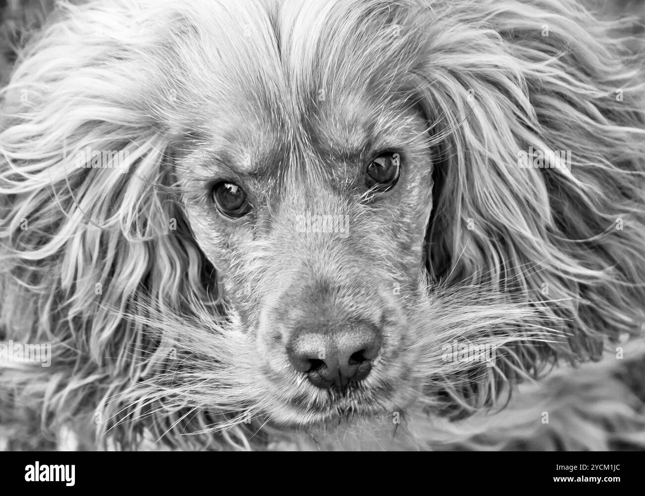 Chien Cocker spaniel noir et blanc Banque D'Images