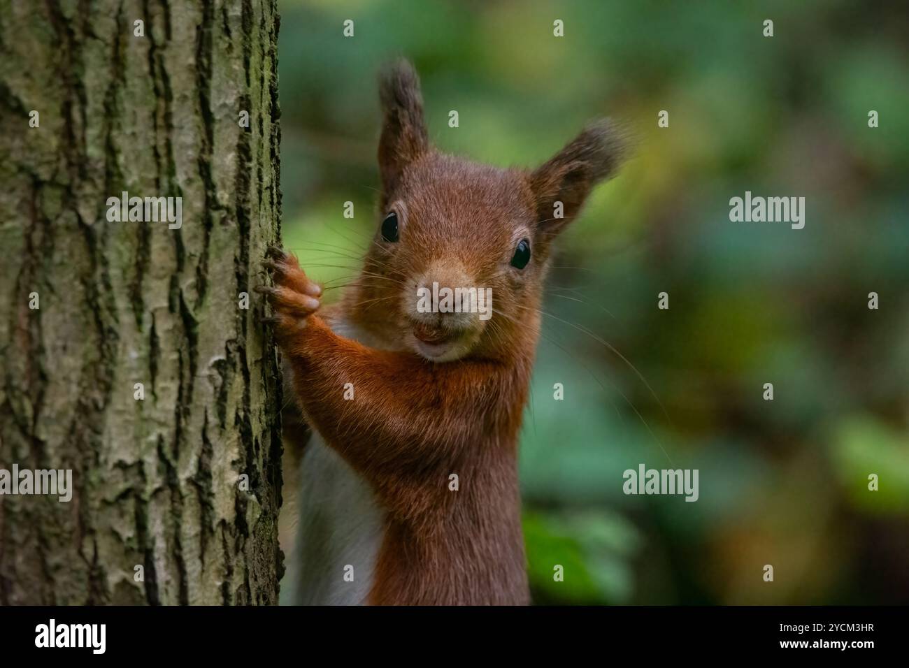 Écureuil rouge (Sciurus vulgaris), au RSPB Loch Leven, Écosse, Royaume-Uni. Banque D'Images