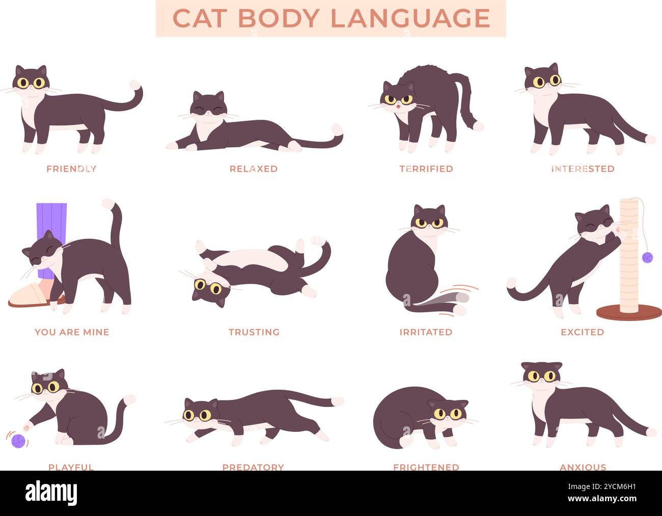 Affiche linguistique Cat. Diverses poses de chaton, jeu d'animaux de compagnie détendue anxieuse confiance quittée. Chats actions et émotions carte, expressions du corps animal racy Illustration de Vecteur