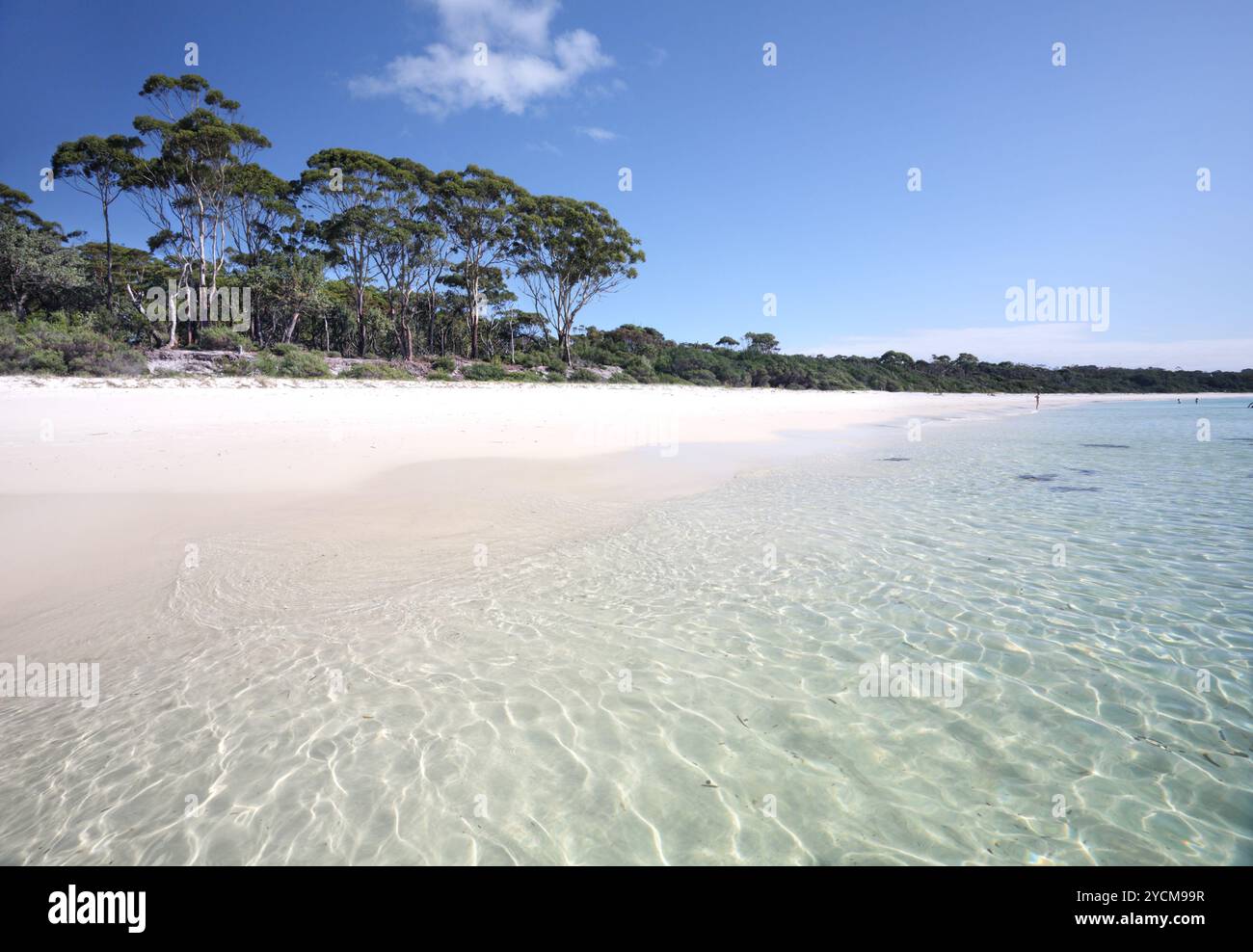 Belle plage Green Patch avec son sable blanc et ses eaux claires. Jervis Bay Australie Banque D'Images