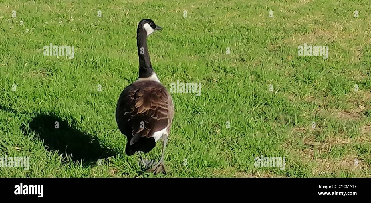 OIE géante du Canada (Branta canadensis maxima) Aves Banque D'Images