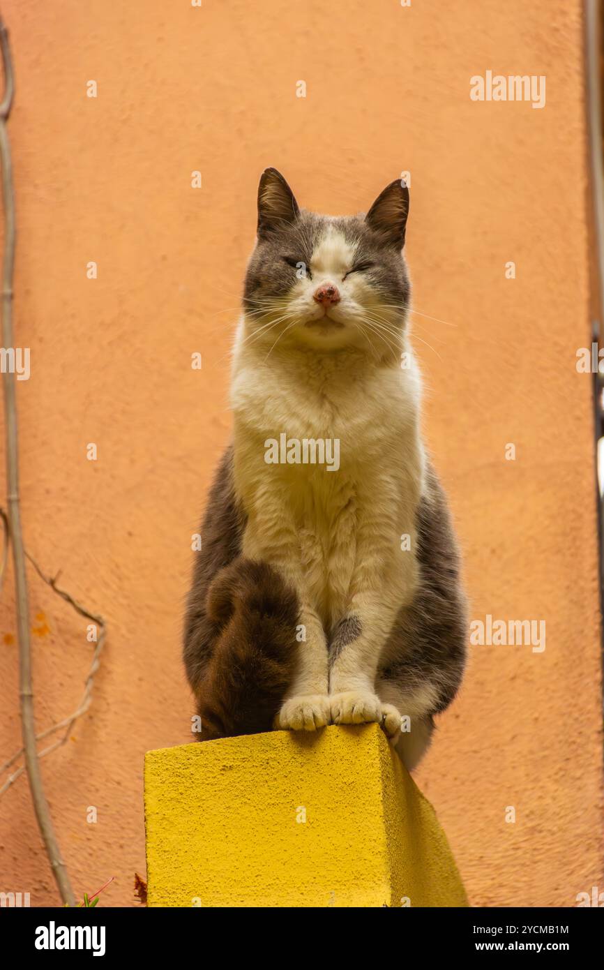 Un chat sur un fond jaune dans le centre-ville de Vernazza, Italie Banque D'Images