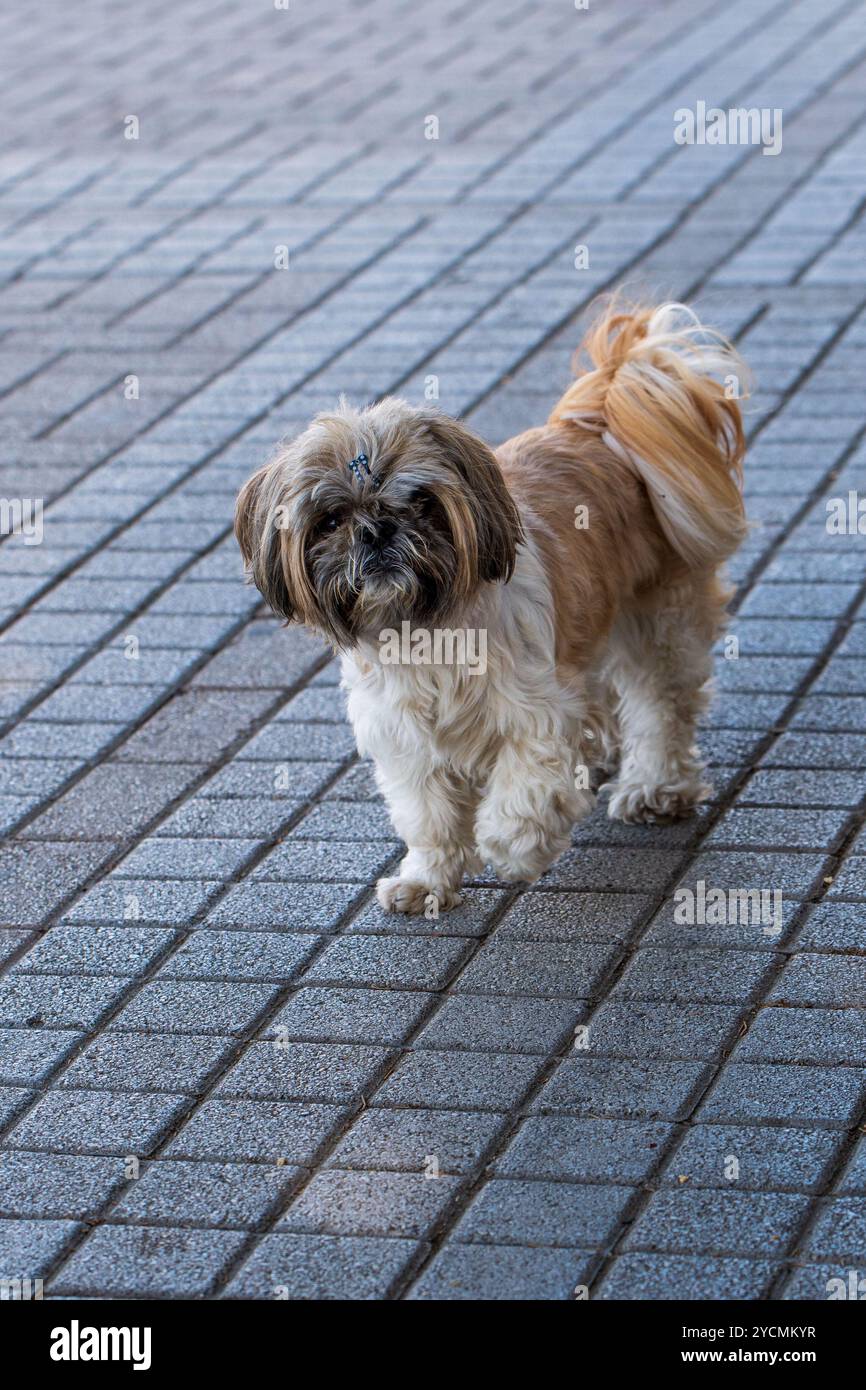 Adorable promenade : Portrait d'un chiot mixte Shih Tzu et Lhassa Apso marchant sur le trottoir Banque D'Images