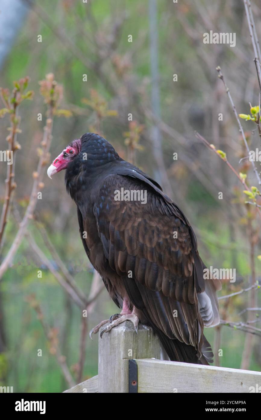 Un Vulture de dinde. Banque D'Images
