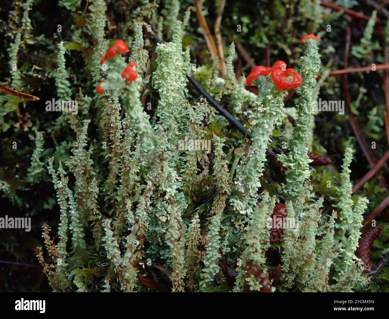 Soldats jouets (Cladonia bellidiflora) champignons Banque D'Images