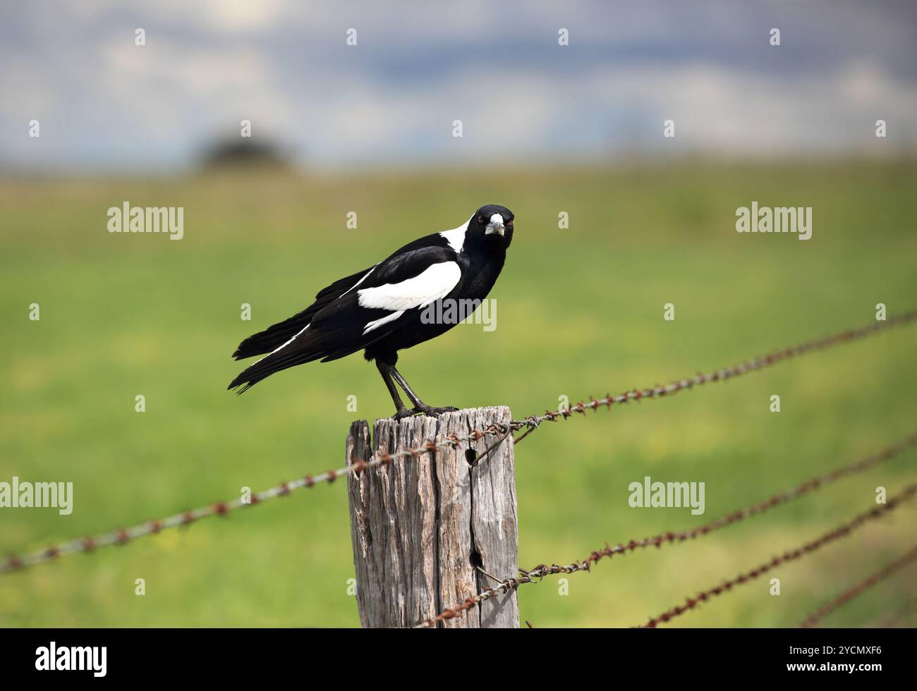 Cassican Flûteur Banque D'Images