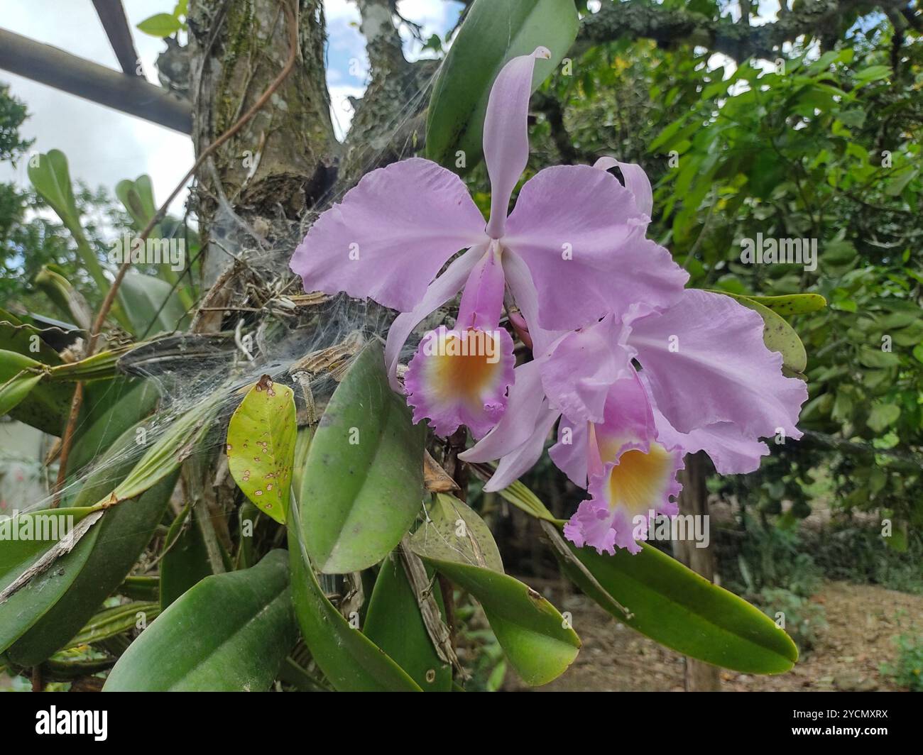 Orchidée de Noël (Cattleya trianae) Plantae Banque D'Images