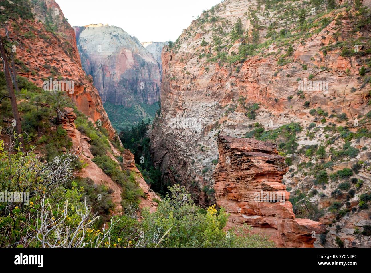 Falaises de grès le long du West Rim Trail jusqu'à Angels Landing dans le parc national de Zion, Utah Banque D'Images