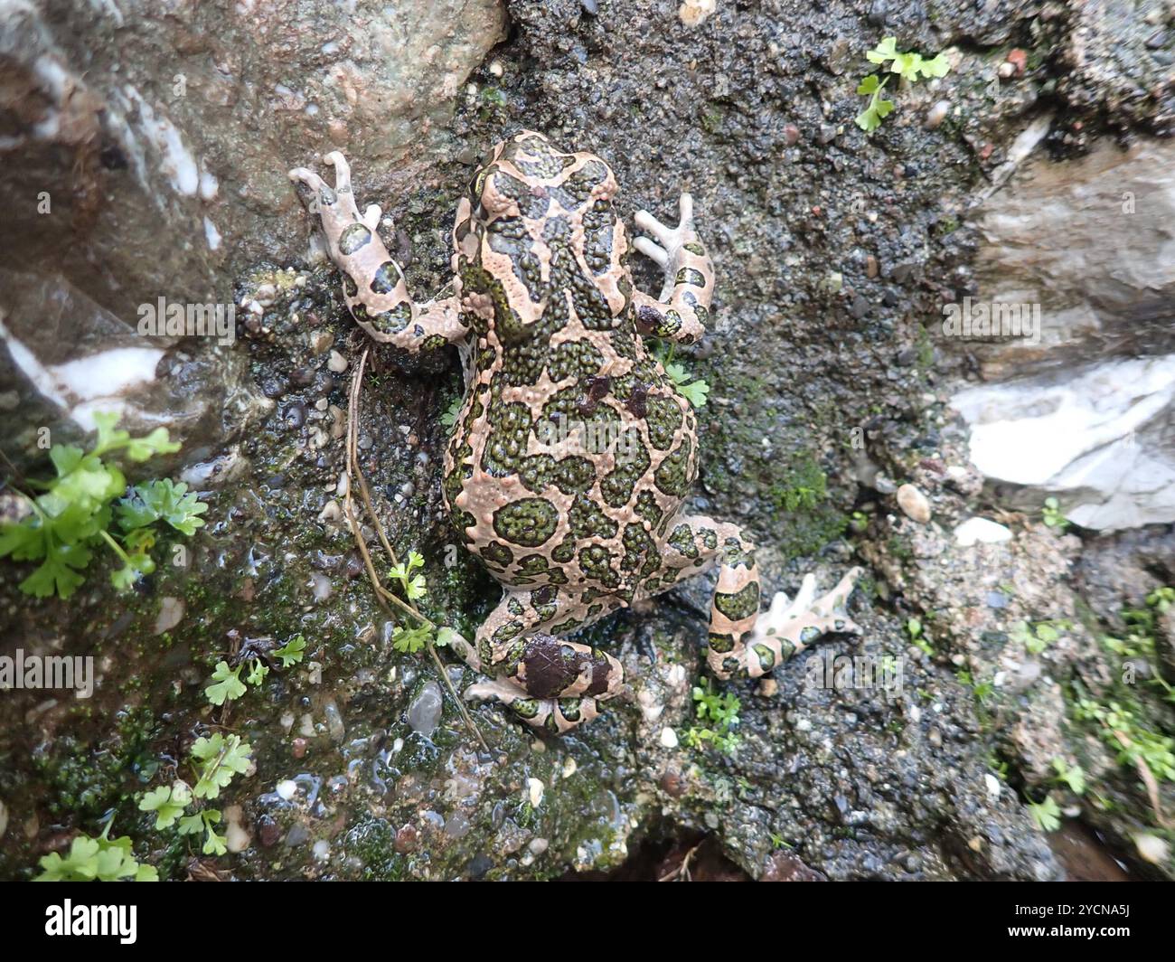 Crapaud variable (Bufotes viridis sitibundus) amphibiens Banque D'Images