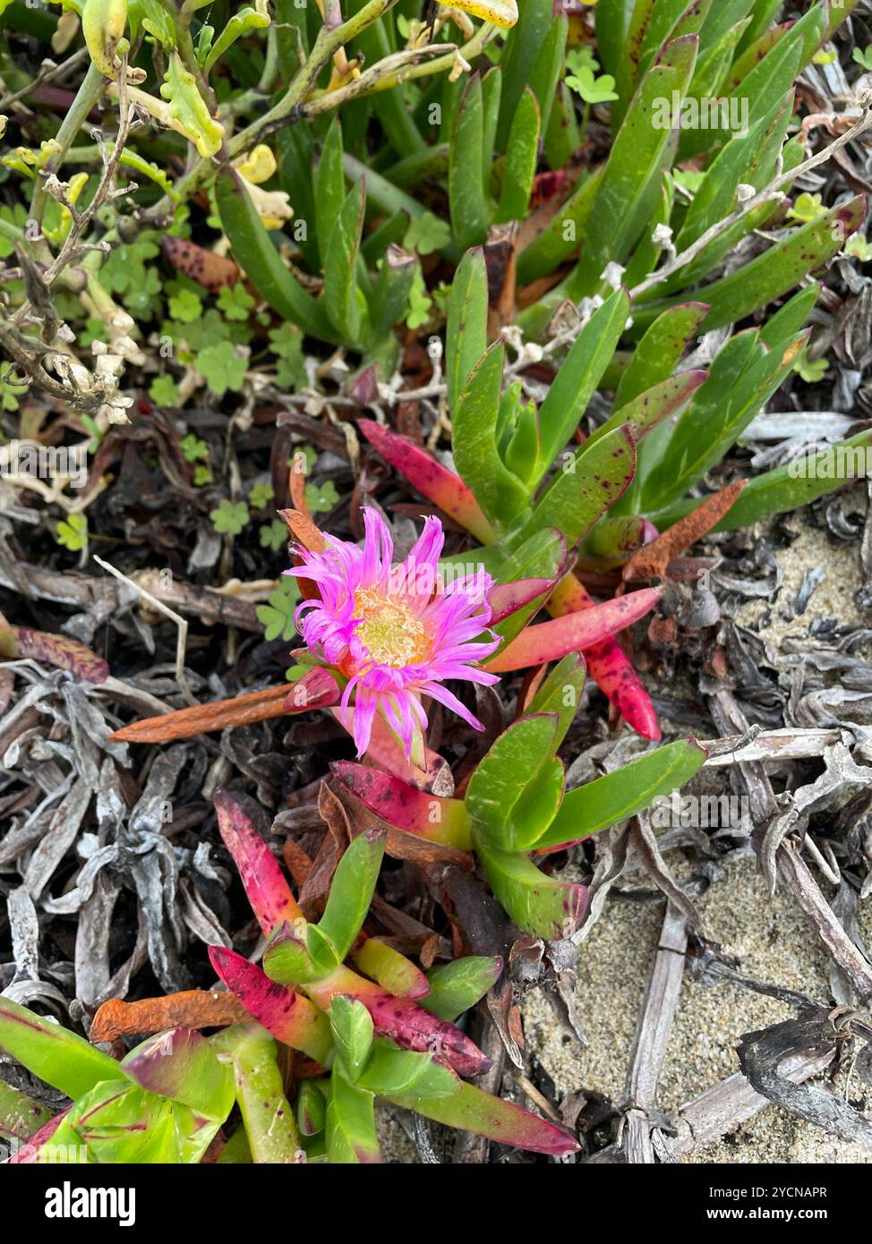 Figue de mer chilienne (Carpobrotus chilensis) Plantae Banque D'Images