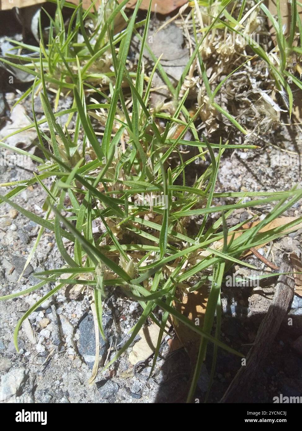 Herbe de Kikuyu (Cenchrus clandestinus) Plantae Banque D'Images