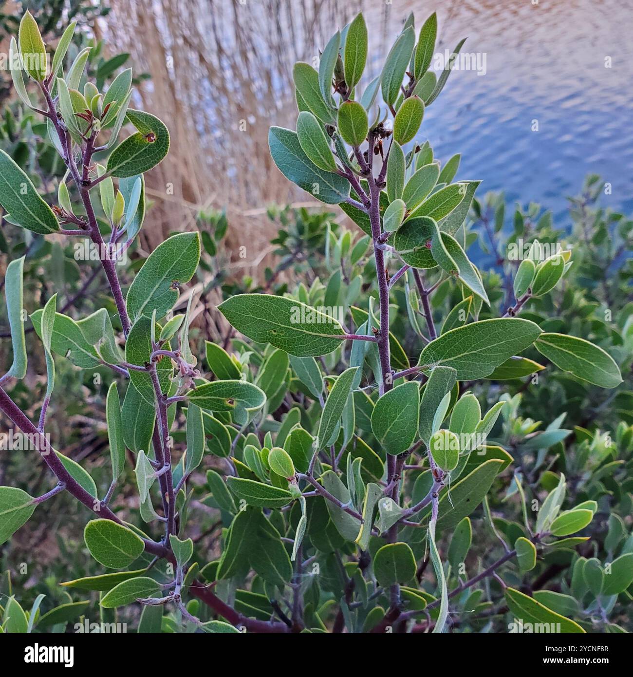 Manzanita à feuilles pointues (Arctostaphylos pungens) Plantae Banque D'Images