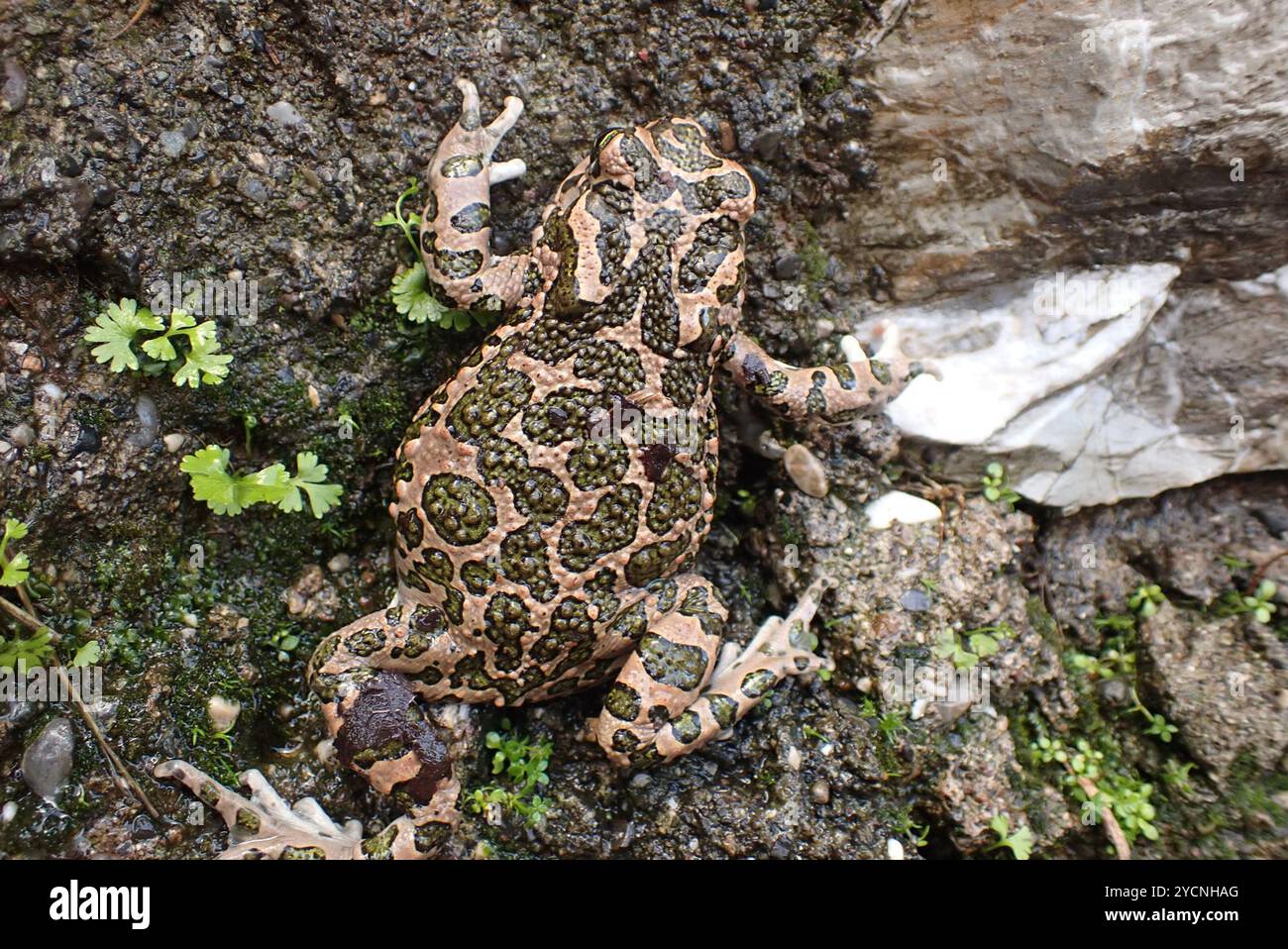 Crapaud variable (Bufotes viridis sitibundus) amphibiens Banque D'Images