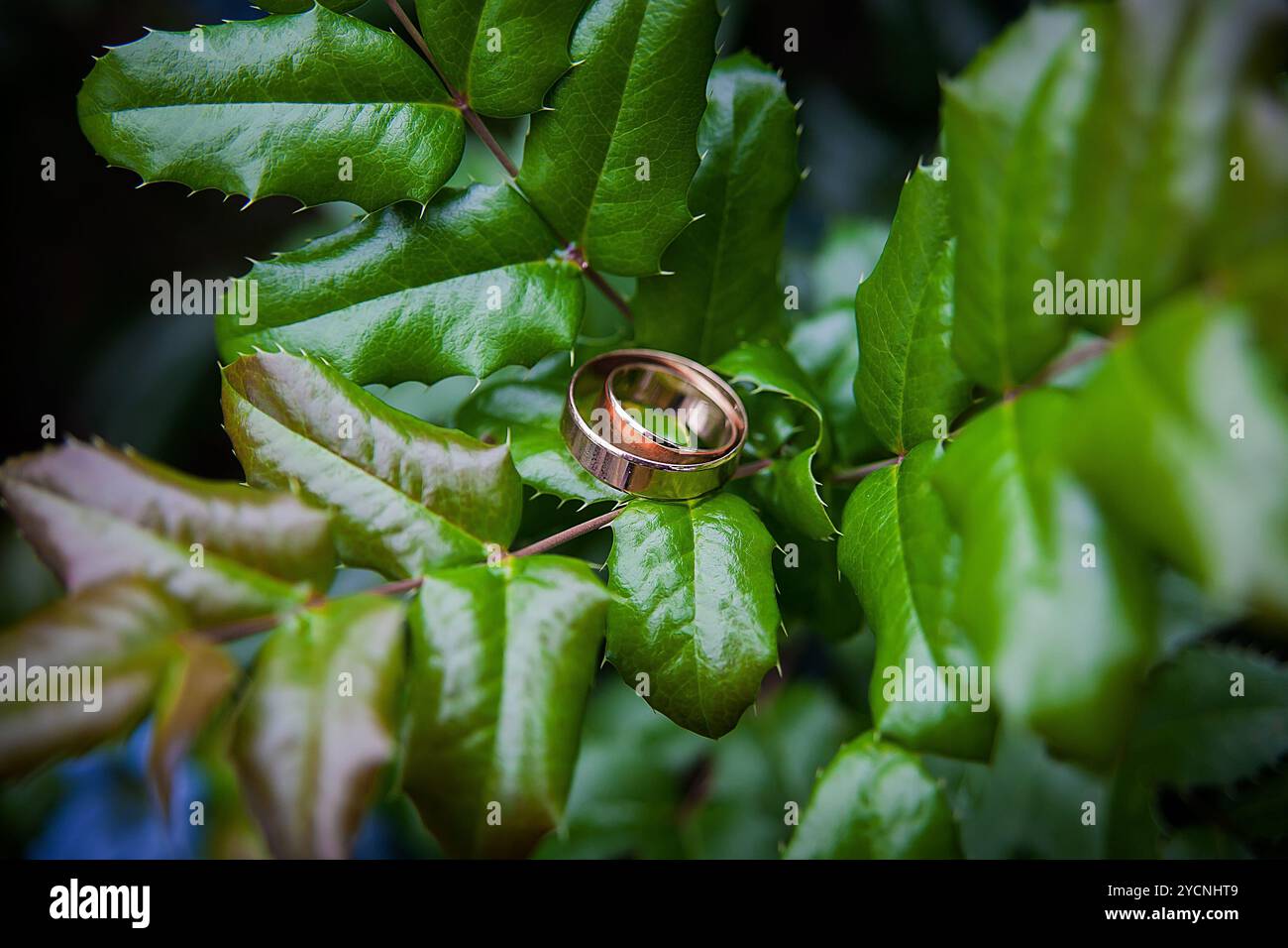 Anneaux de mariage d'or se trouvent sur les feuilles des plantes vertes. Banque D'Images