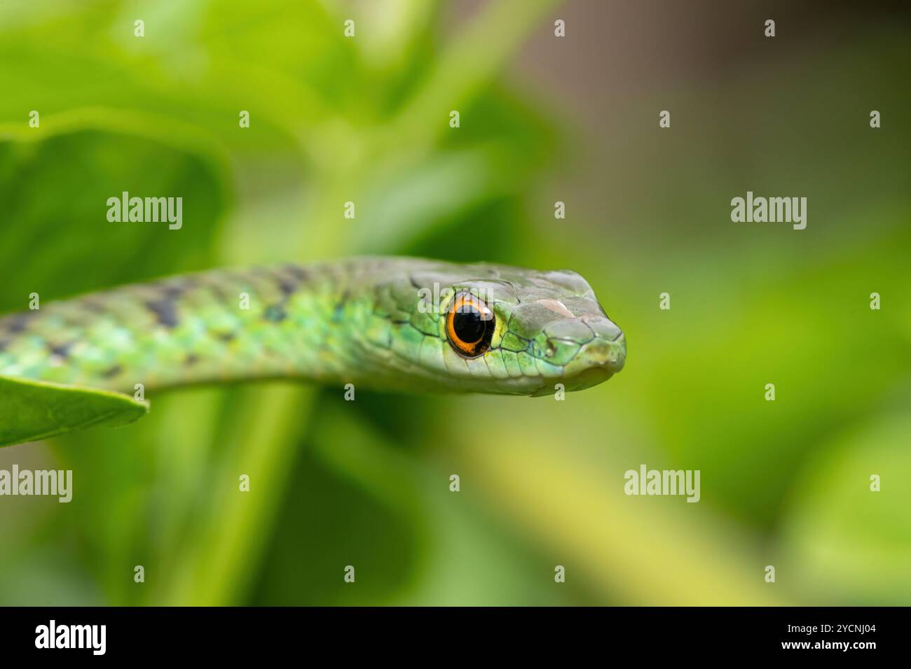 Gros plan d'un beau serpent tacheté de brousse (Philothamnus semivariegatus) dans un petit arbre Banque D'Images