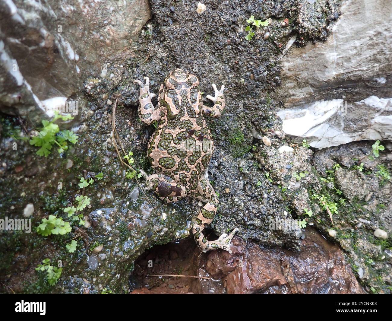 Crapaud variable (Bufotes viridis sitibundus) amphibiens Banque D'Images