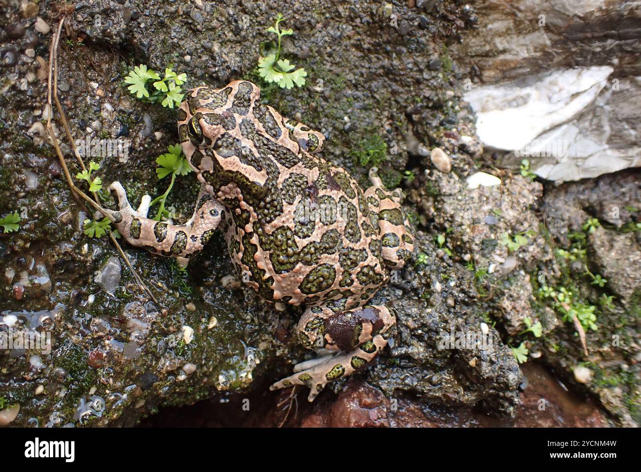 Crapaud variable (Bufotes viridis sitibundus) amphibiens Banque D'Images
