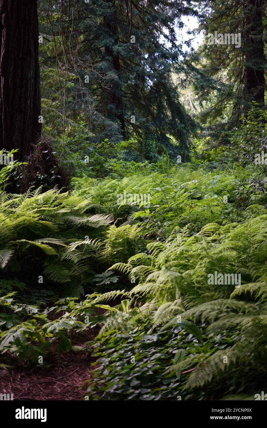 Fougères luxuriantes dans une forêt californienne Banque D'Images