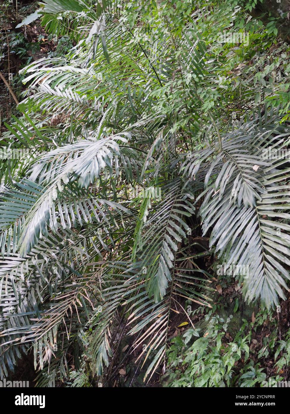 Palmier Arenga (Arenga engleri) Plantae Banque D'Images