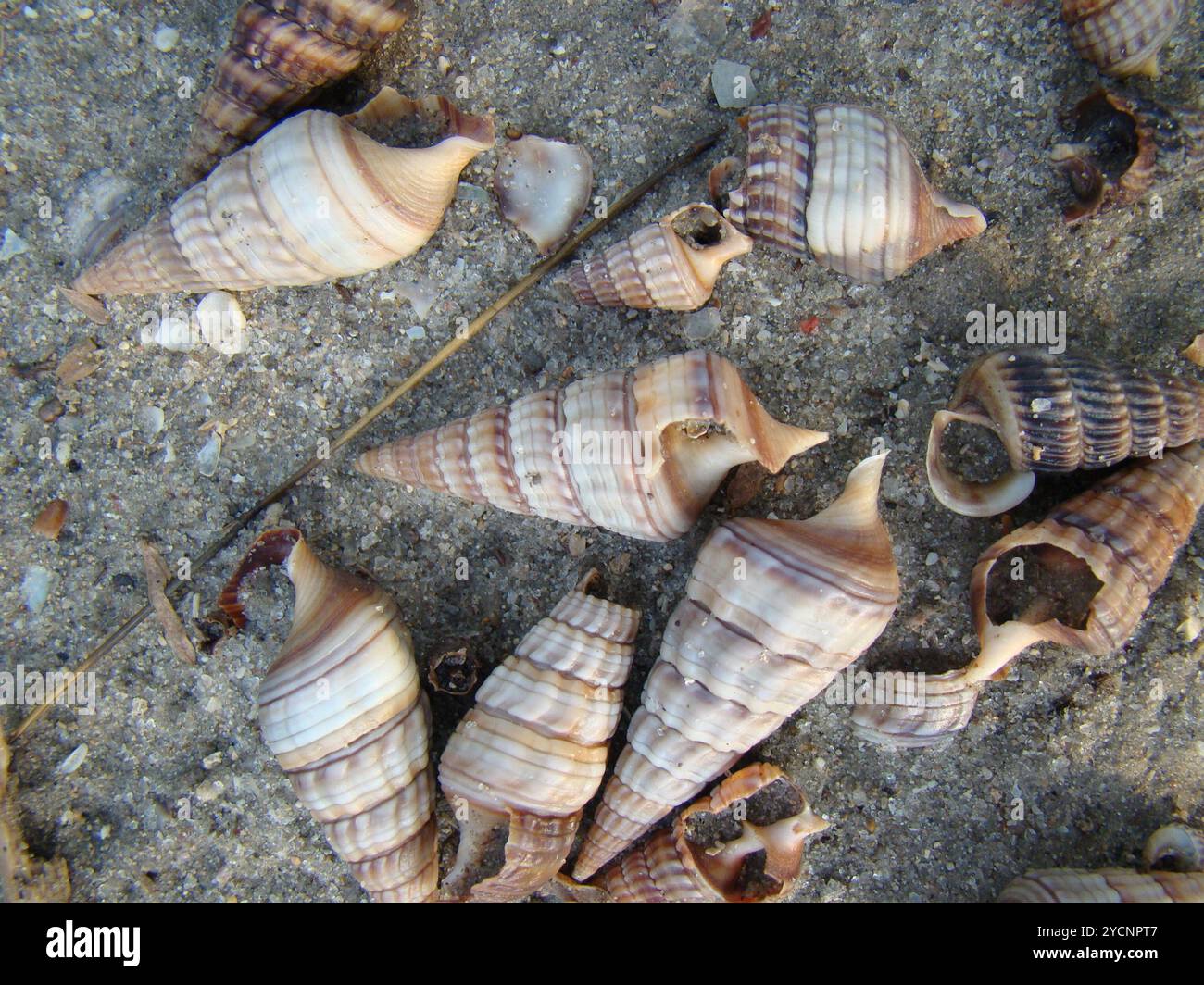 Mollusque géant Mangrove Whelk (Terebralia palustris) Banque D'Images