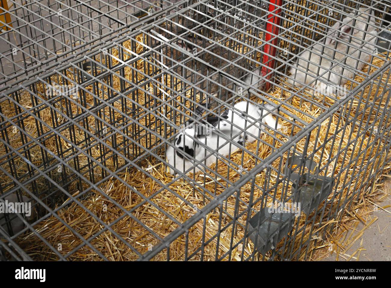 Lapin en cage Banque D'Images